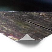 Vrouw Sparrowhawk Poster (Hoek)