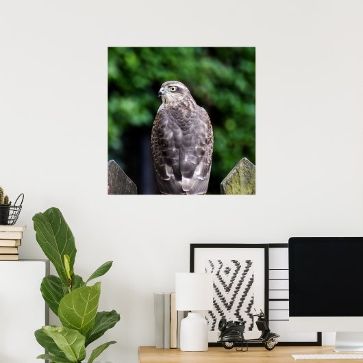 Vrouw Sparrowhawk Poster (Thuiskantoor)