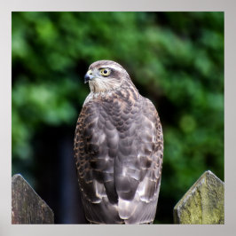 Vrouw Sparrowhawk Poster