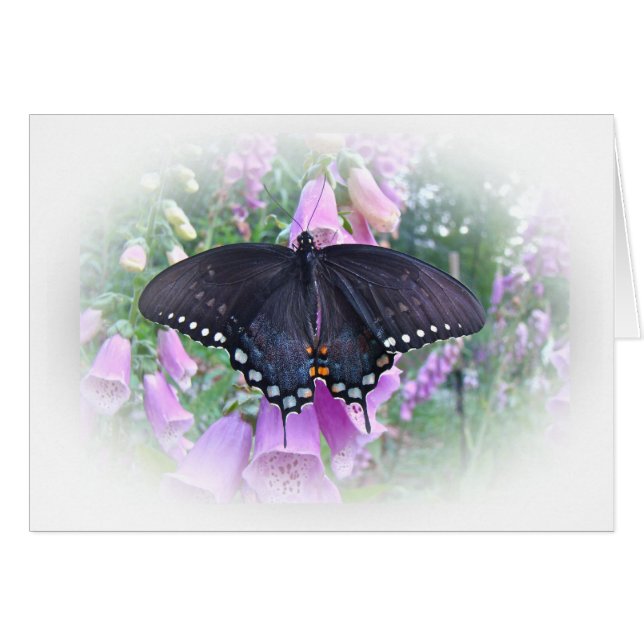 Vrouw Spicebush Swallowtail Butterfly (Voorkant Horizontaal)