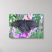 Vrouw Spicebush Swallowtail Butterfly Canvas Afdruk (Voorkant)