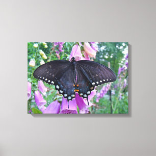 Vrouw Spicebush Swallowtail Butterfly Canvas Afdruk