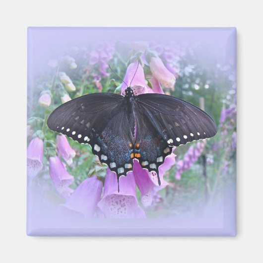 Vrouw Spicebush Swallowtail Butterfly Magneet (Voorkant)