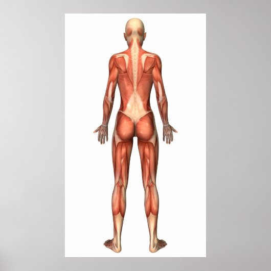 Vrouw spierstelsel- en bindweefselaandoeningen poster (Voorkant)