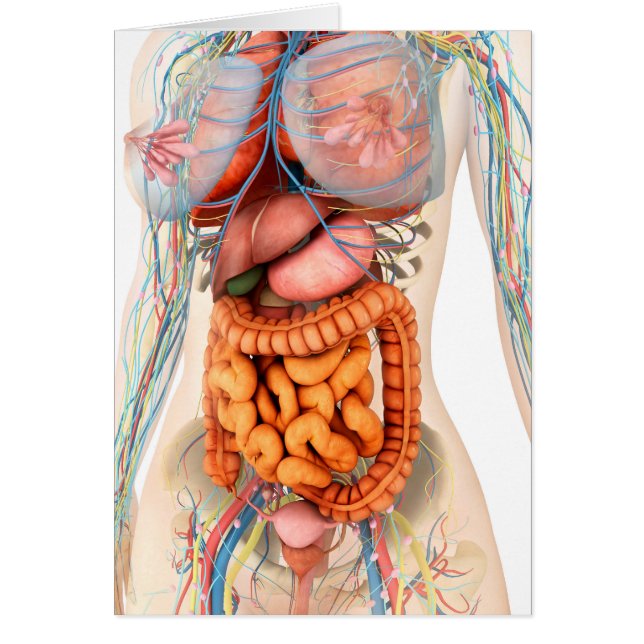 Vrouw spijsverteringsstelsel en bloedsomloop (Voorkant)