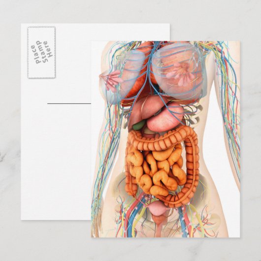 Vrouw spijsverteringsstelsel en bloedsomloop briefkaart (Voorkant / Achterkant)