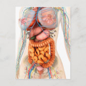 Vrouw spijsverteringsstelsel en bloedsomloop briefkaart (Voorkant)