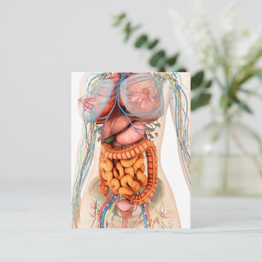 Vrouw spijsverteringsstelsel en bloedsomloop briefkaart (Staand voorkant)