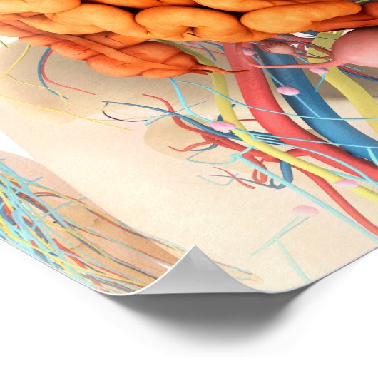 Vrouw spijsverteringsstelsel en bloedsomloop poster (Hoek)