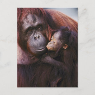 Vrouw Sumatran Orangutan met baby, Pongo Briefkaart