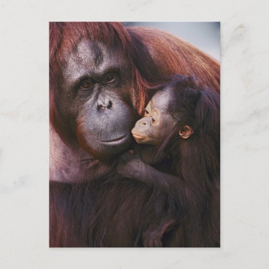 Vrouw Sumatran Orangutan met baby, Pongo Briefkaart (Voorkant)