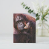 Vrouw Sumatran Orangutan met baby, Pongo Briefkaart (Staand voorkant)