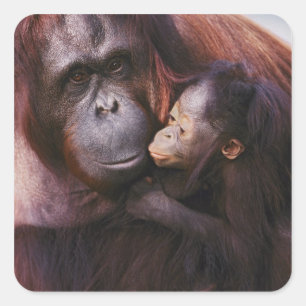 Vrouw Sumatran Orangutan met baby, Pongo Vierkante Sticker