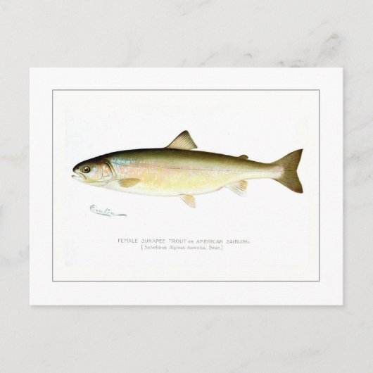 Vrouw Sunapee Trout Briefkaart (Voorkant)