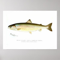 Vrouw Sunapee Trout