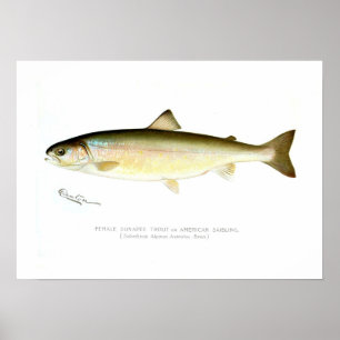 Vrouw Sunapee Trout Poster
