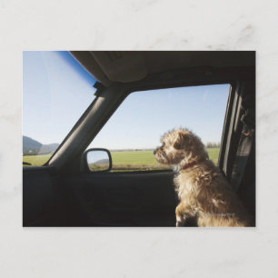 Vrouw Terrier X, zittend als voorste zitplaats van Briefkaart