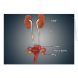 Vrouw Uterus met eierstokken, nieren en bladder