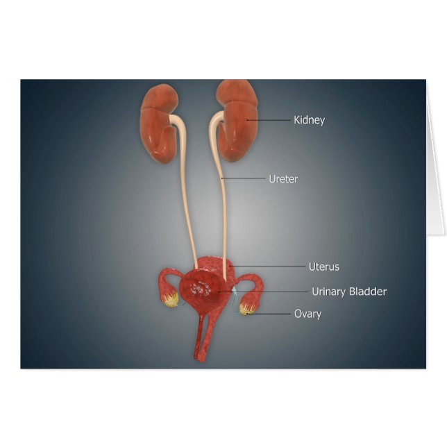 Vrouw Uterus met eierstokken, nieren en bladder (Voorkant Horizontaal)