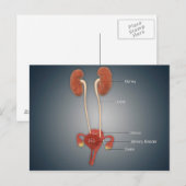 Vrouw Uterus met eierstokken, nieren en bladder Briefkaart (Voorkant / Achterkant)