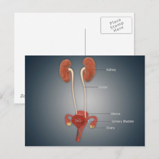 Vrouw Uterus met eierstokken, nieren en bladder Briefkaart (Voorkant / Achterkant)
