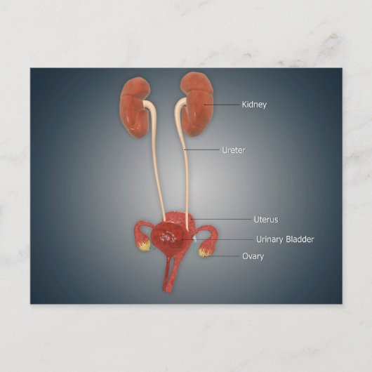 Vrouw Uterus met eierstokken, nieren en bladder Briefkaart (Voorkant)