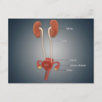 Vrouw Uterus met eierstokken, nieren en bladder