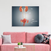Vrouw Uterus met eierstokken, nieren en bladder Canvas Afdruk (Insitu (Woonkamer))