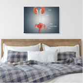 Vrouw Uterus met eierstokken, nieren en bladder Canvas Afdruk (Insitu (Slaapkamer))