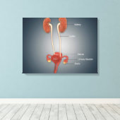 Vrouw Uterus met eierstokken, nieren en bladder Canvas Afdruk (Insitu (Houten vloer))