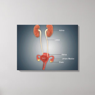 Vrouw Uterus met eierstokken, nieren en bladder Canvas Afdruk
