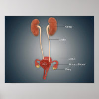 Vrouw Uterus met eierstokken, nieren en bladder