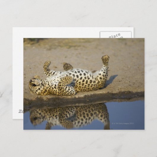 Vrouw van de luipaard (Panthera pardus), dat zich Briefkaart (Voorkant / Achterkant)
