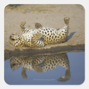 Vrouw van de luipaard (Panthera pardus), dat zich  Vierkante Sticker