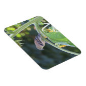 Vrouw van goudvink op een zonnebloempiton magneet (Rechterzijde)