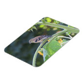 Vrouw van goudvink op een zonnebloempiton magneet (Linkerzijde)