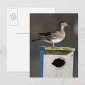Vrouw van hout op nestbox in wetland briefkaart (Voorkant / Achterkant)