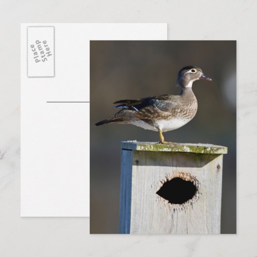 Vrouw van hout op nestbox in wetland briefkaart (Voorkant / Achterkant)