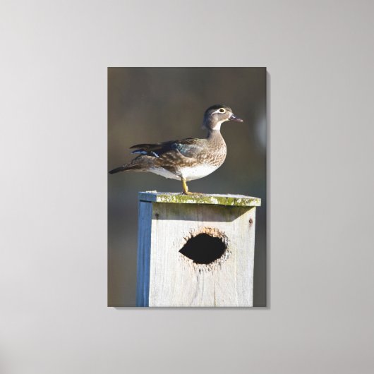 Vrouw van hout op nestbox in wetland canvas afdruk (Voorkant)