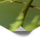 Vrouw van rondvliegende Hummingbird Poster (Hoek)