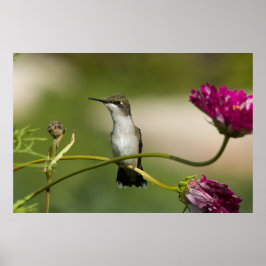 Vrouw van rondvliegende Hummingbird Poster