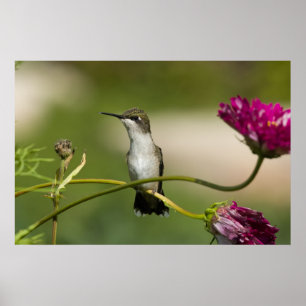 Vrouw van rondvliegende Hummingbird Poster