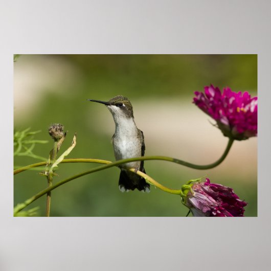 Vrouw van rondvliegende Hummingbird Poster (Voorkant)