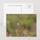 Vrouw Vermilion Flycatcher Briefkaart (Voorkant / Achterkant)