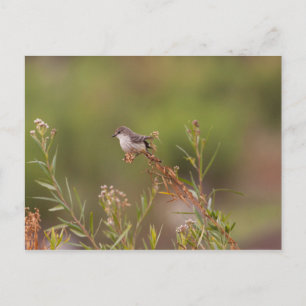 Vrouw Vermilion Flycatcher Briefkaart