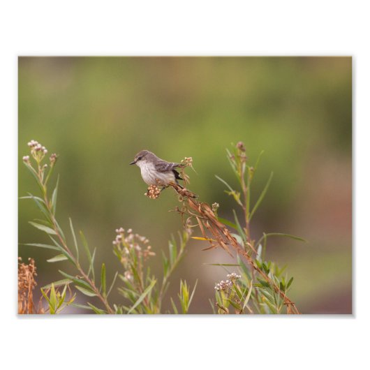 Vrouw Vermilion Flycatcher Foto Afdruk (Voorkant)