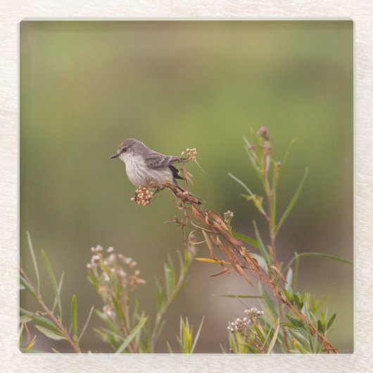 Vrouw Vermilion Flycatcher Glazen Onderzetter (Voorkant)