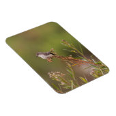 vrouw Vermilion Flycatcher Magneet (Rechterzijde)