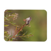 vrouw Vermilion Flycatcher Magneet (Horizontaal)