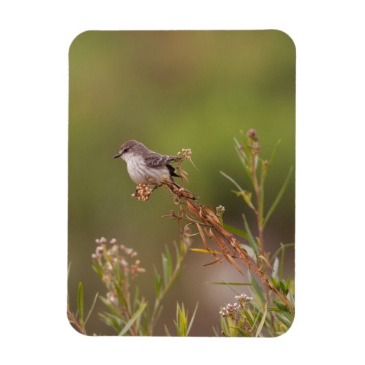 vrouw Vermilion Flycatcher Magneet (Verticaal)